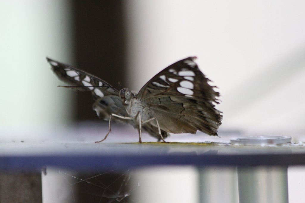 IMG_4273.JPG - Clipper