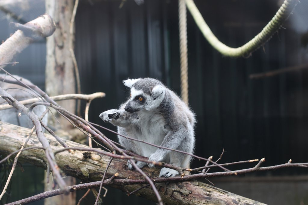 IMG_4402.JPG -  Lemur catta 