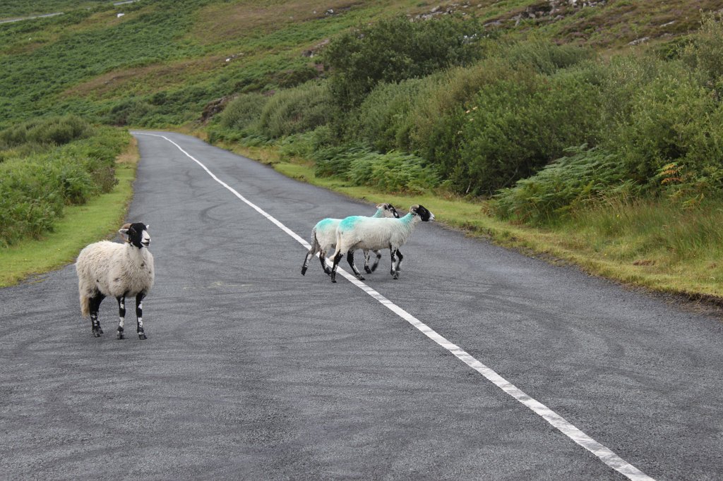 IMG_4491.JPG - Drive carefully you may see sheeps on the roads.