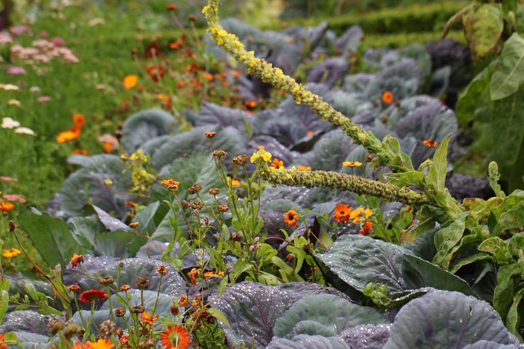 IMG_4581.JPG -  Glenveagh Castle  Garden