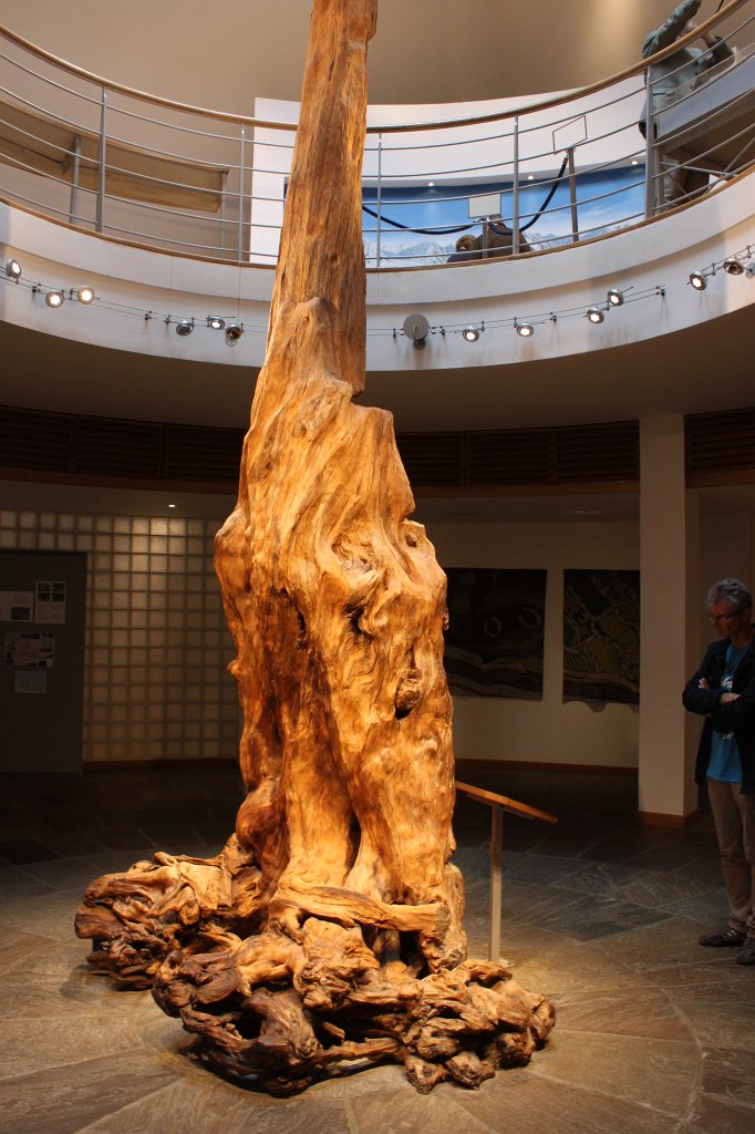 IMG_4668.JPG - This 4000 year old pine tree is shown in the  Céide Fields  visitor center. It was unearthed in the nearby bogland.