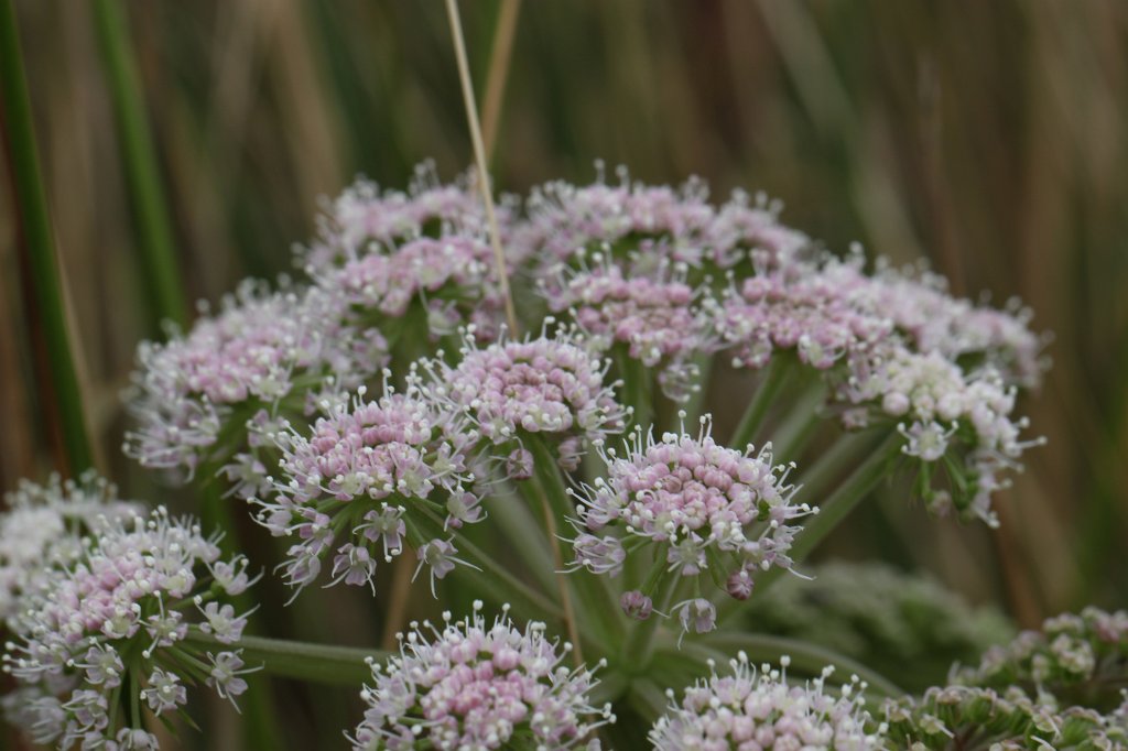 IMG_4709.JPG - Flower