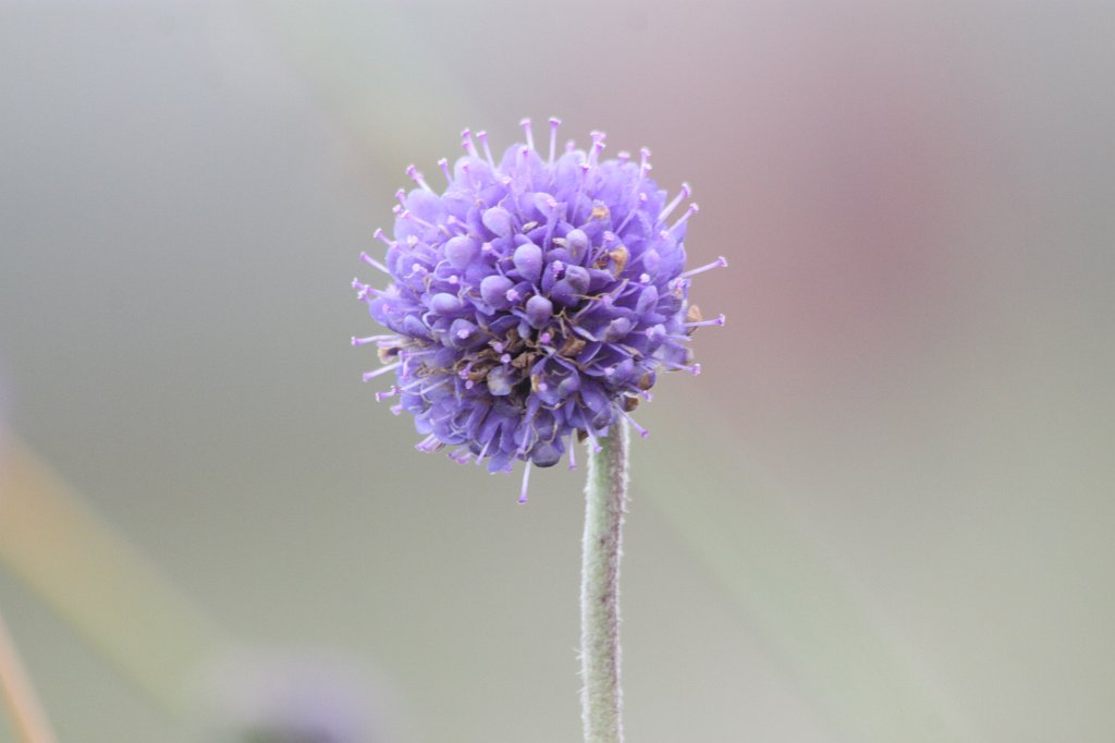 IMG_4712.JPG - Flower