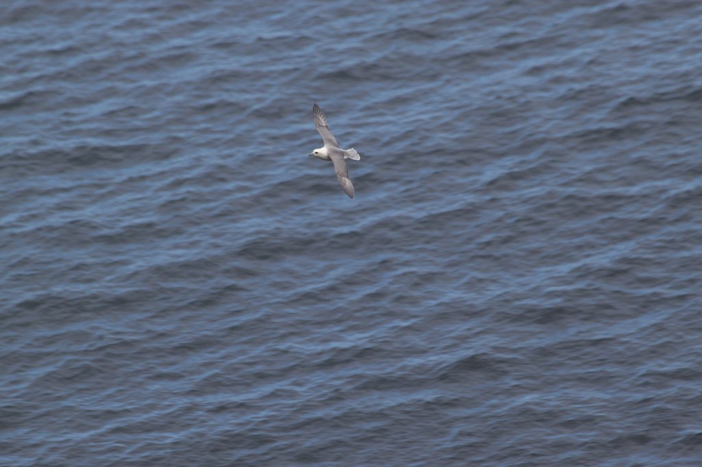IMG_4751.JPG - Birds at the cliff