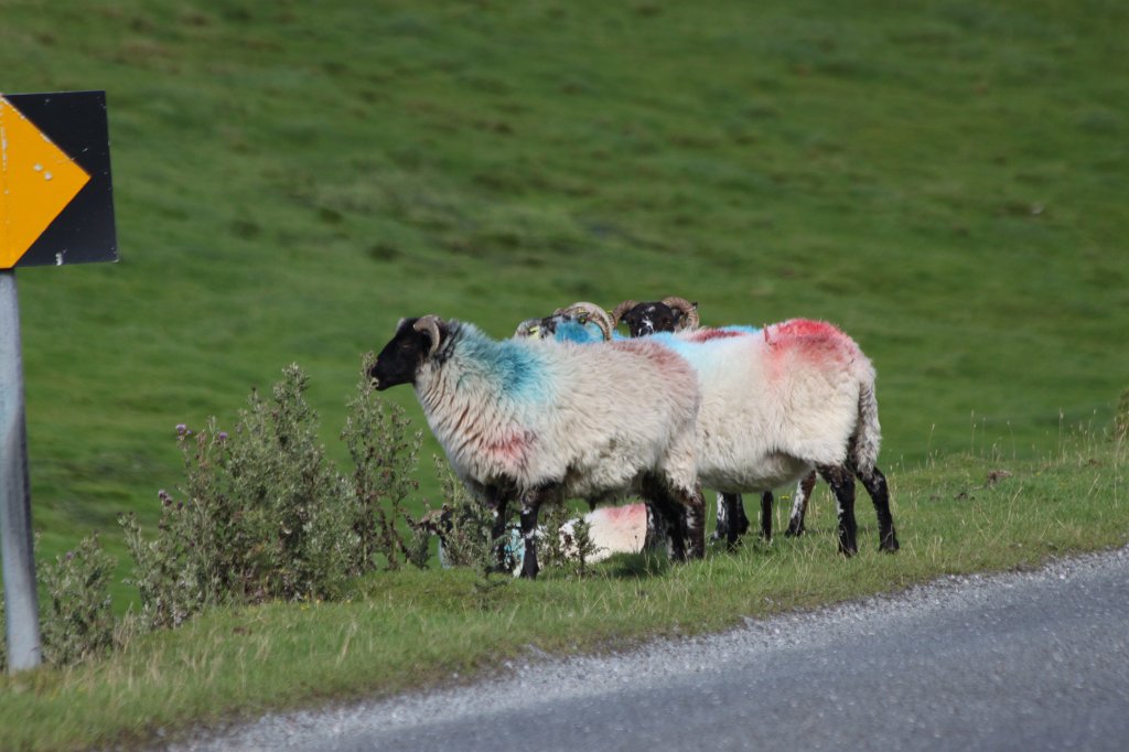 IMG_4851.JPG - Sheeps road