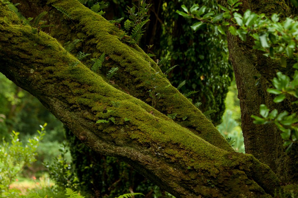 IMG_4935_c.jpg - Victorian Walled Gardens of  Kylemore Abbey 