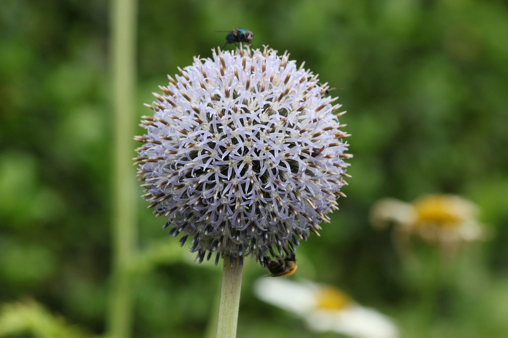 IMG_4948.JPG - Victorian Walled Gardens of  Kylemore Abbey 