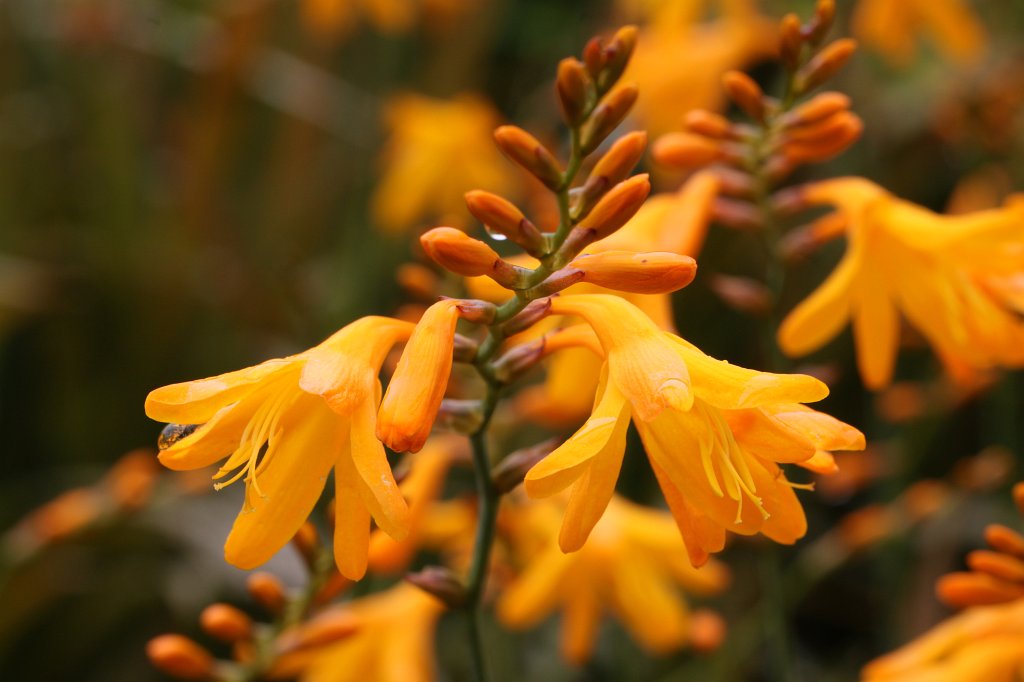 IMG_4962.JPG - Victorian Walled Gardens of  Kylemore Abbey 