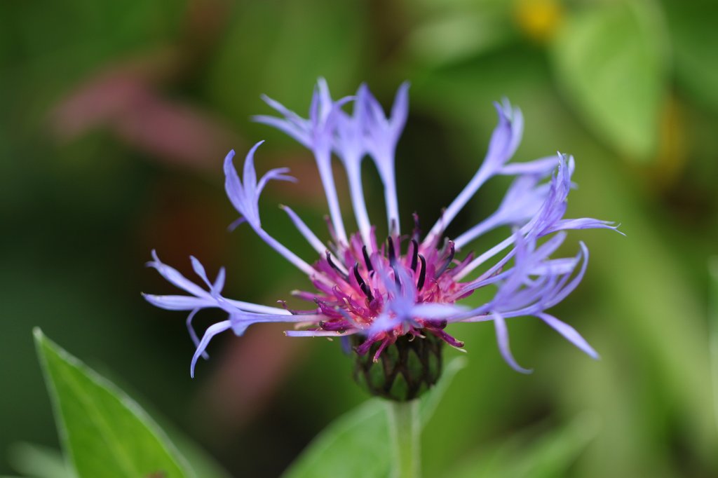 IMG_4966.JPG - Victorian Walled Gardens of  Kylemore Abbey 