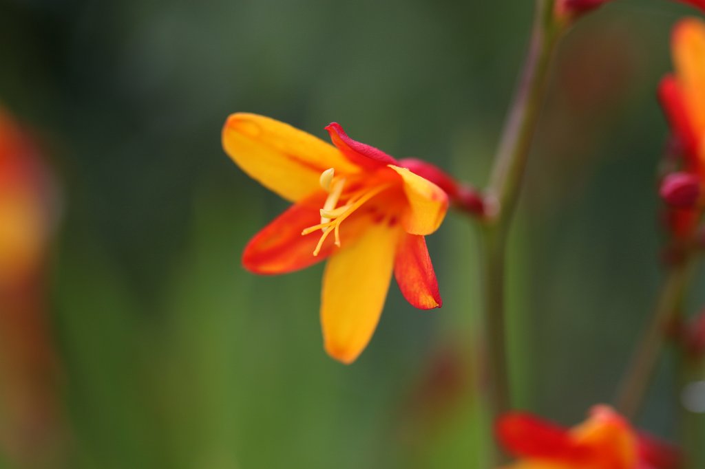 IMG_4975.JPG - Victorian Walled Gardens of  Kylemore Abbey 