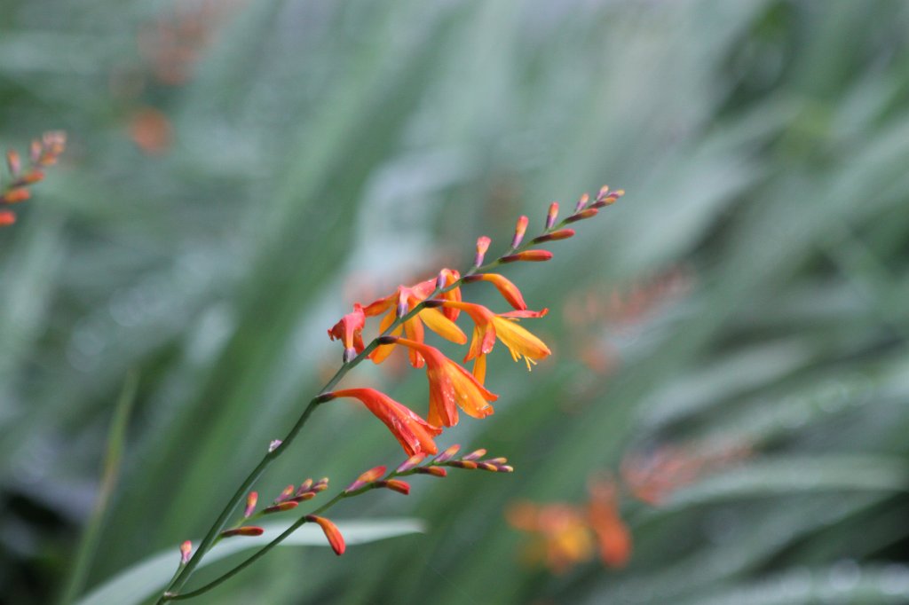 IMG_5055.JPG -  Kylemore Abbey  Flowers