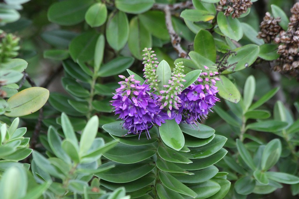 IMG_5060.JPG -  Kylemore Abbey  Flowers