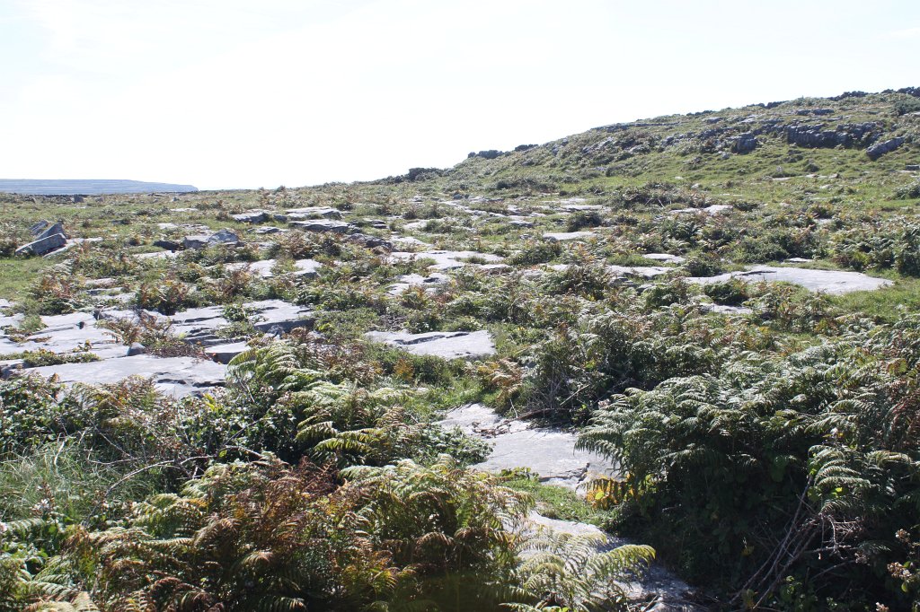 IMG_5091.JPG - Rocks and plants on  Inishmore  meadow. Inishmore is the biggest of the  Aran islands .