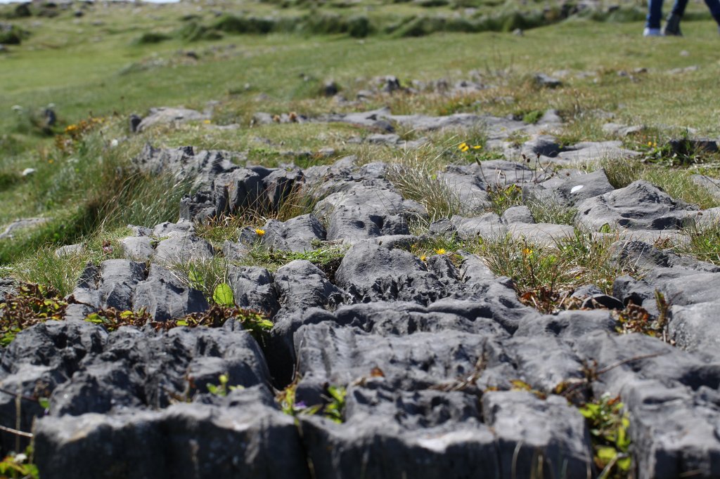 IMG_5161.JPG - Rocks and plants on  Inishmore  meadow. Inishmore is the biggest of the  Aran islands .