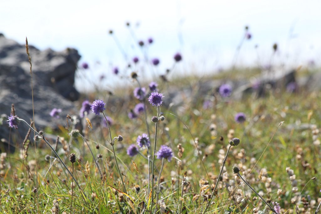 IMG_5166.JPG - Walking back from   we stumbled about a number of nice flowers. This is one of it.  Inishmore  flower. Inishmore is the biggest of the  Aran islands .