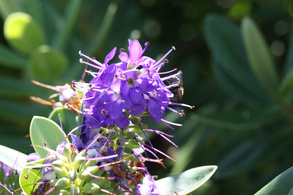 IMG_5176.JPG - Walking back from   we stumbled about a number of nice flowers. This is one of it.  Inishmore  flower. Inishmore is the biggest of the  Aran islands .
