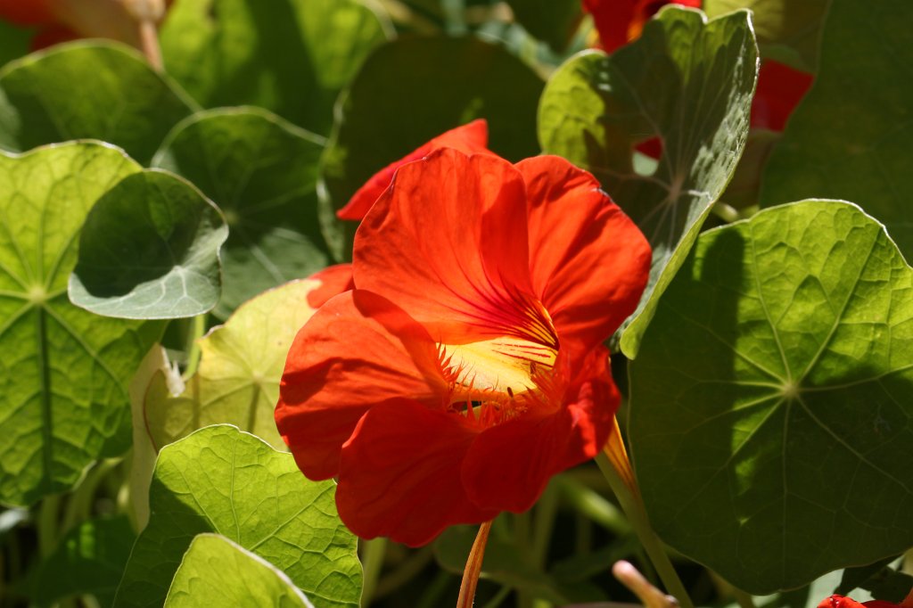 IMG_5184.JPG - Walking back from   we stumbled about a number of nice flowers. This is one of it.  Inishmore  flower. Inishmore is the biggest of the  Aran islands .