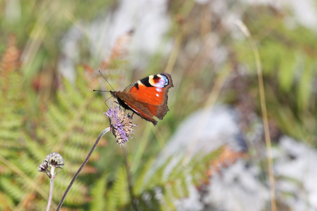 IMG_5261.JPG - During higing in the  Burren  we encountered this butterfly