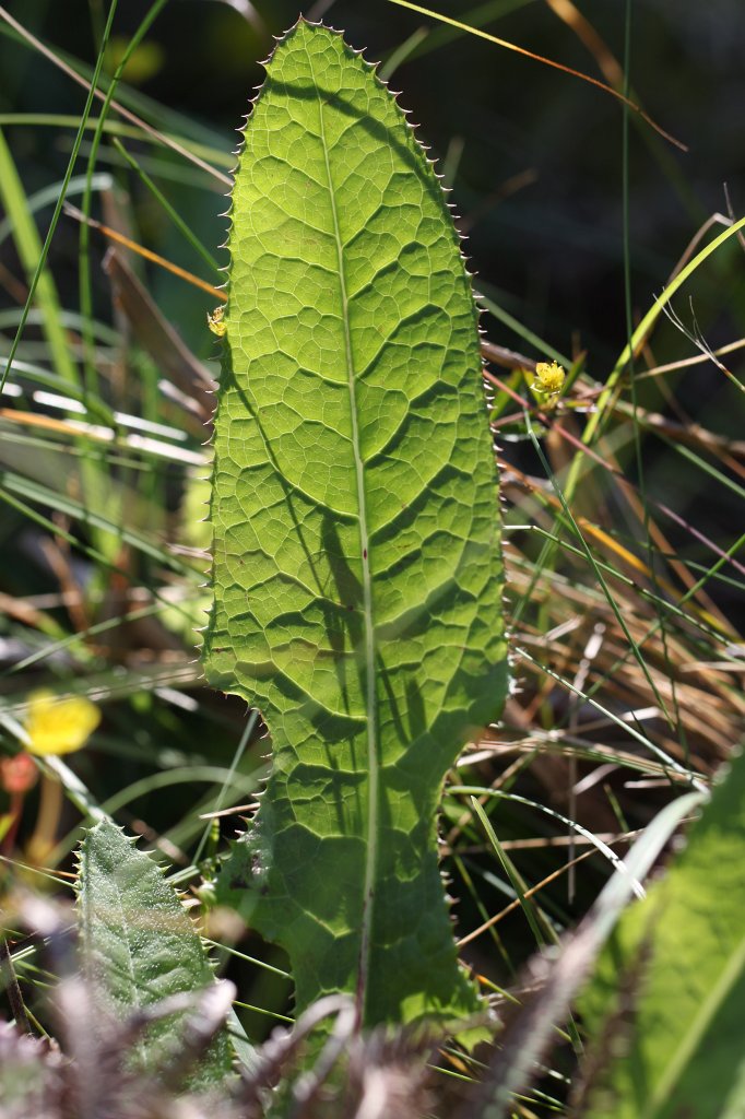 IMG_5286.JPG - During higing in the  Burren  we encountered this leaf