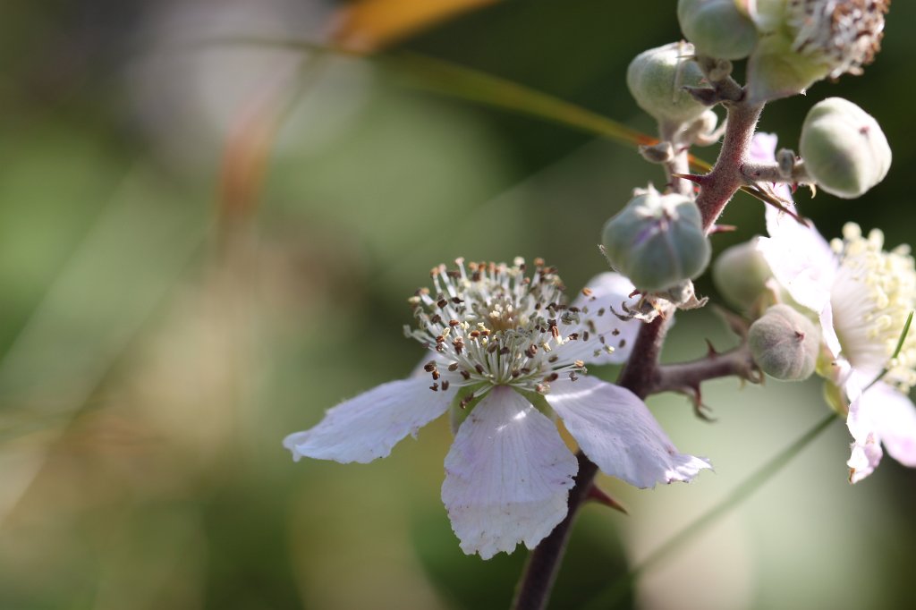 IMG_5295.JPG - During higing in the  Burren  we encountered this flower