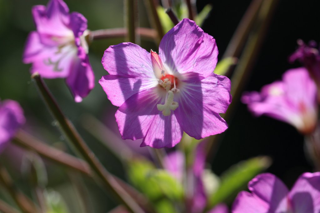 IMG_5300.JPG - During higing in the  Burren  we encountered this flower
