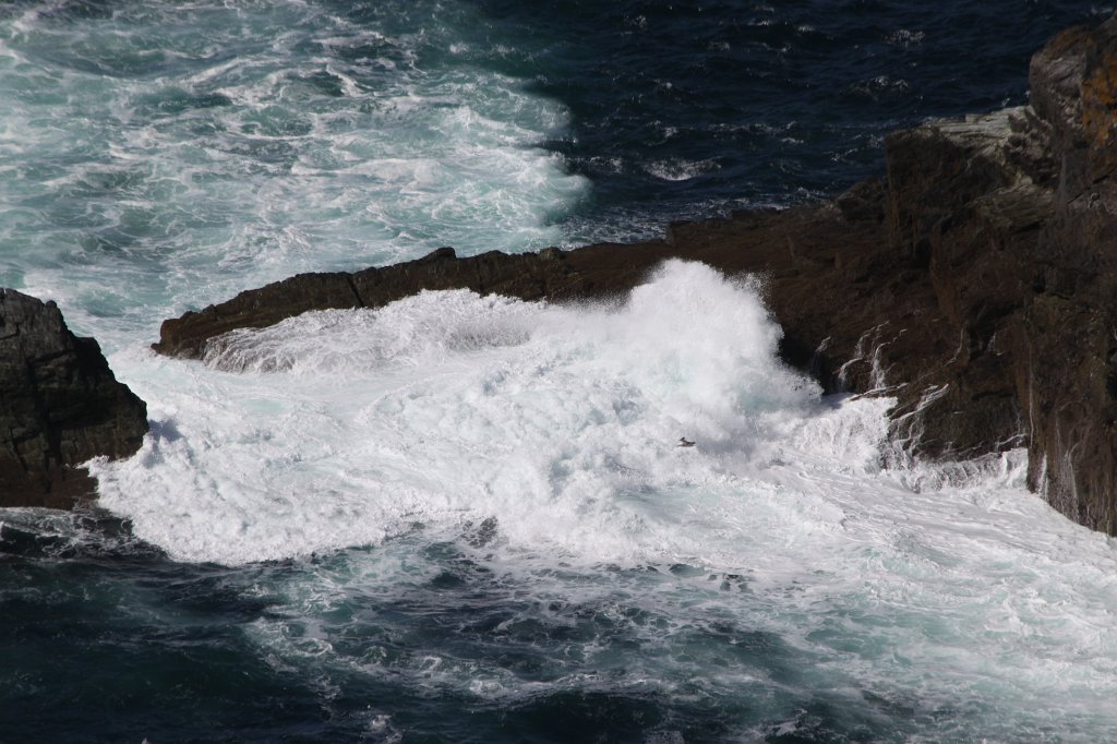 IMG_5543.JPG - The Kerry Cliffs are quite nice and not as crowded as the Cliffs of Moher. The waves coming in change the colors of the water constantly from deep blue to white.