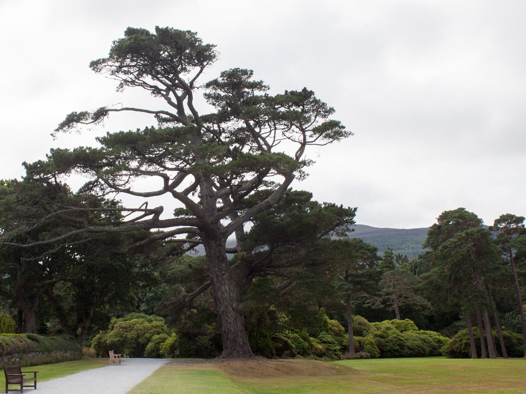 IMG_5630_c.jpg -  Muckross Garden 