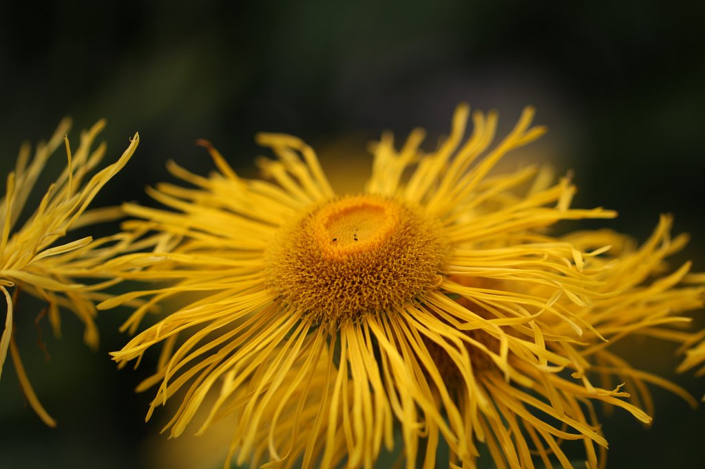 IMG_5640.JPG - Flower in  Muckross Garden 