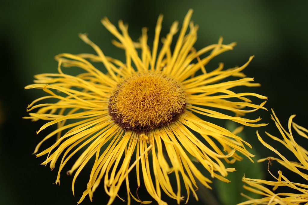 IMG_5642.JPG - Flower in  Muckross Garden 