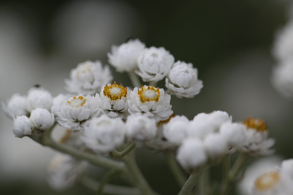 IMG_5647.JPG - Flower in  Muckross Garden 