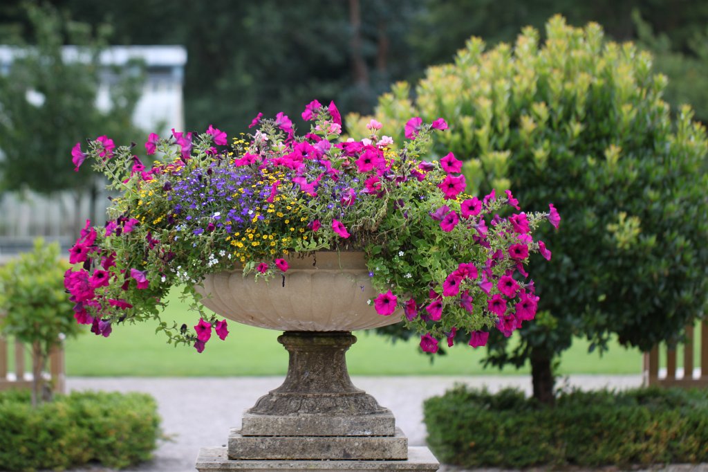 IMG_5653.JPG - Flower in  Muckross Garden 