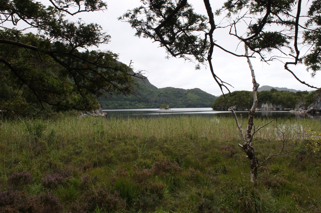 IMG_5678.JPG -  Muckross Lake 