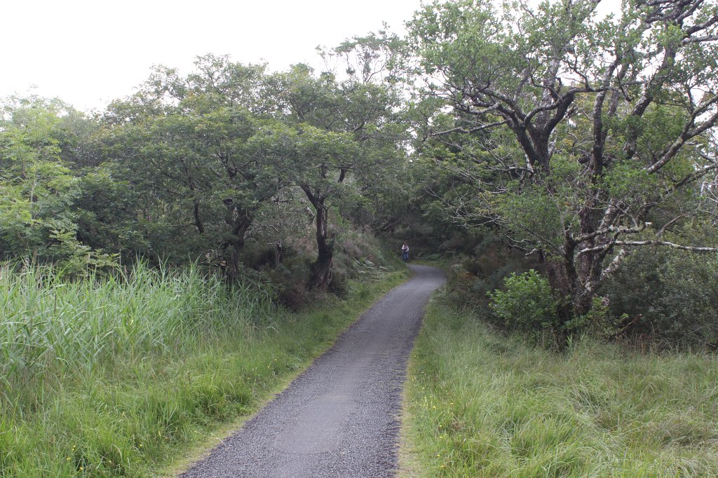 IMG_5722.JPG - Path along  Muckross Lake 