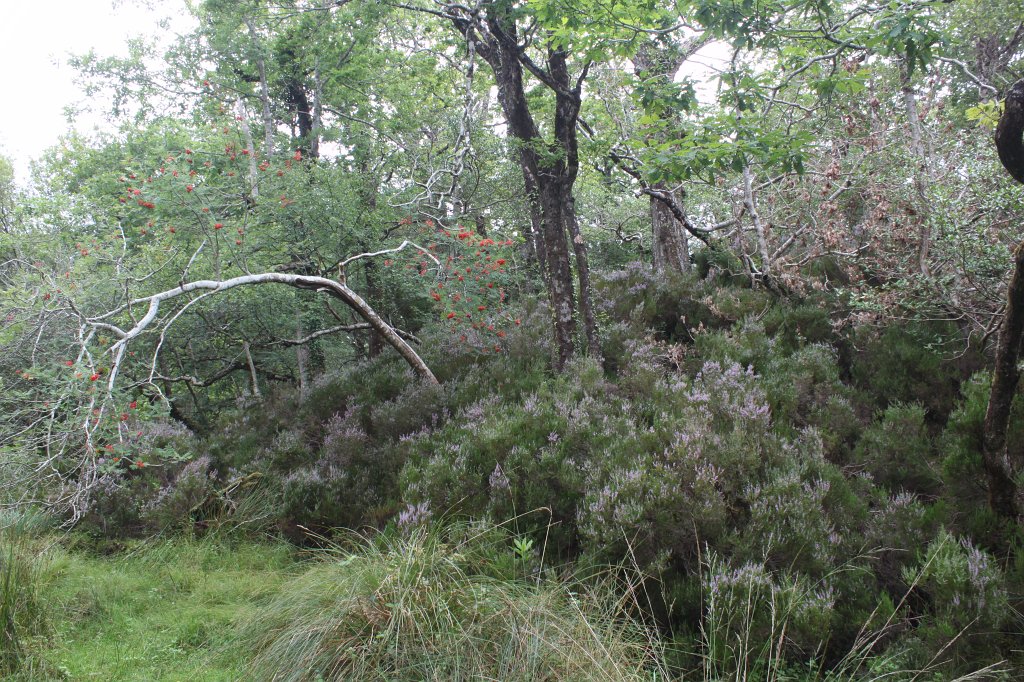 IMG_5723.JPG -  Muckross Lake  Forrest
