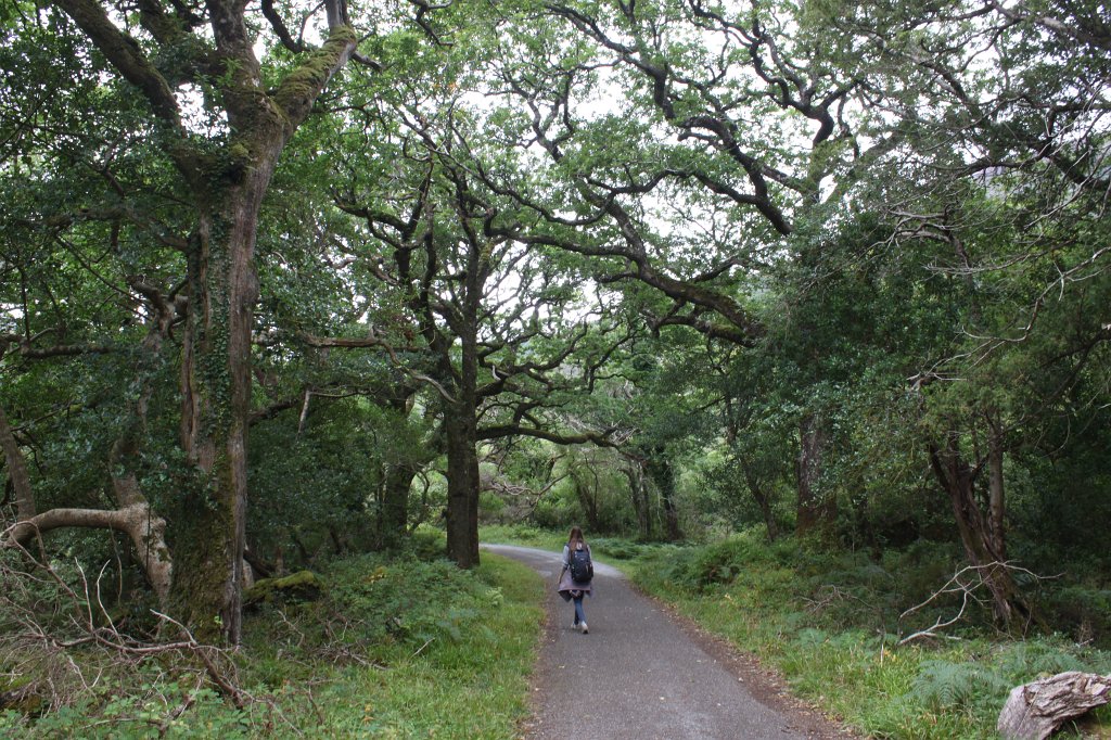 IMG_5726.JPG - Path along  Muckross Lake 