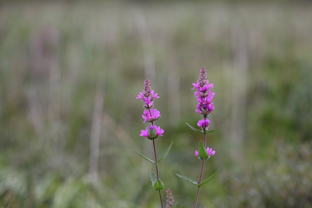 IMG_5731.JPG - Flower at  Muckross Lake  bog