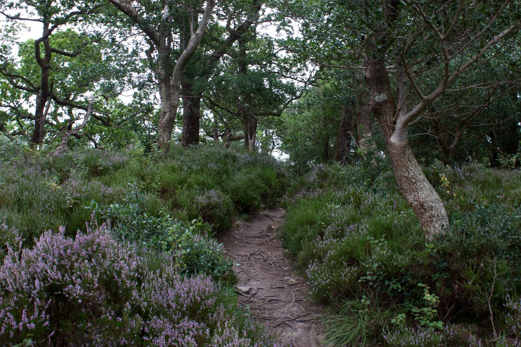 IMG_5765_c.jpg - Path to  Old Weir Bridge 