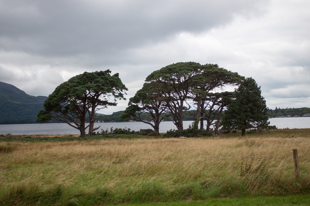IMG_5819_c.jpg -  Muckross Lake 
