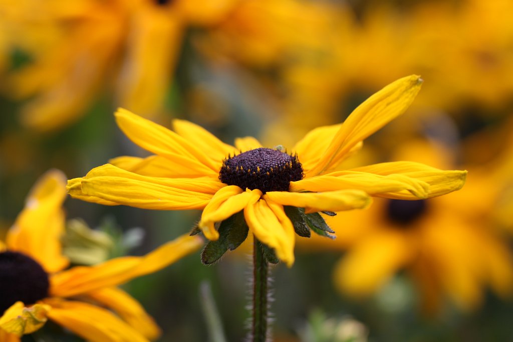IMG_6156.JPG -  Rudbeckia hirta  'Indian Summer' ( Sonnenhut )