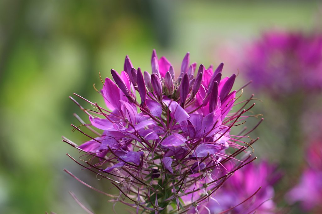IMG_6160.JPG -  Cleome  'Sparkling Lavender' ( Spinnenblume )