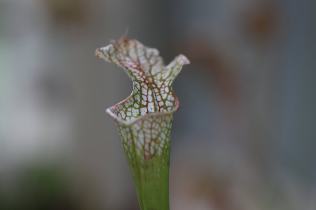 IMG_6165.JPG -  Sarracenia leucophylla  ( Weiße Schlauchpflanze )
