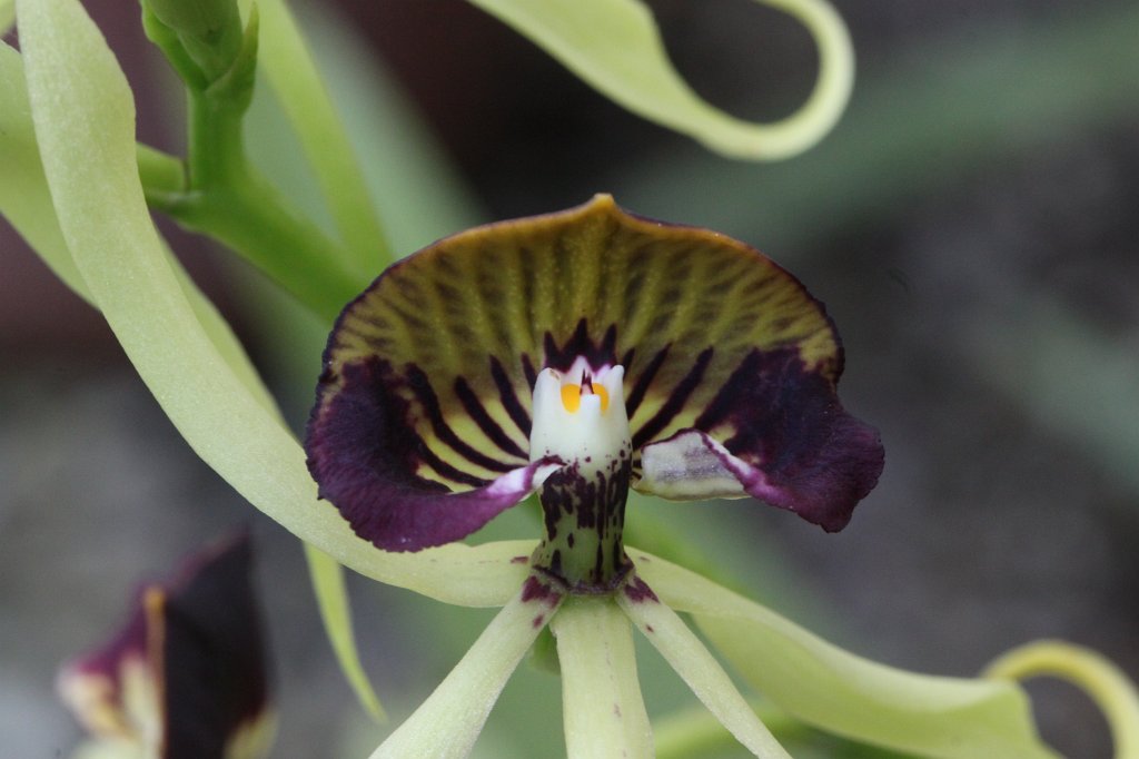 IMG_6174.JPG -  Prosthechea cochleata 