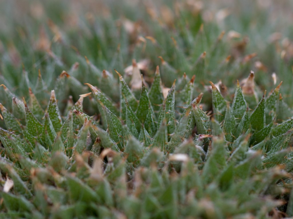 IMG_6200_c.jpg -  Deuterocohnia brevifolia 