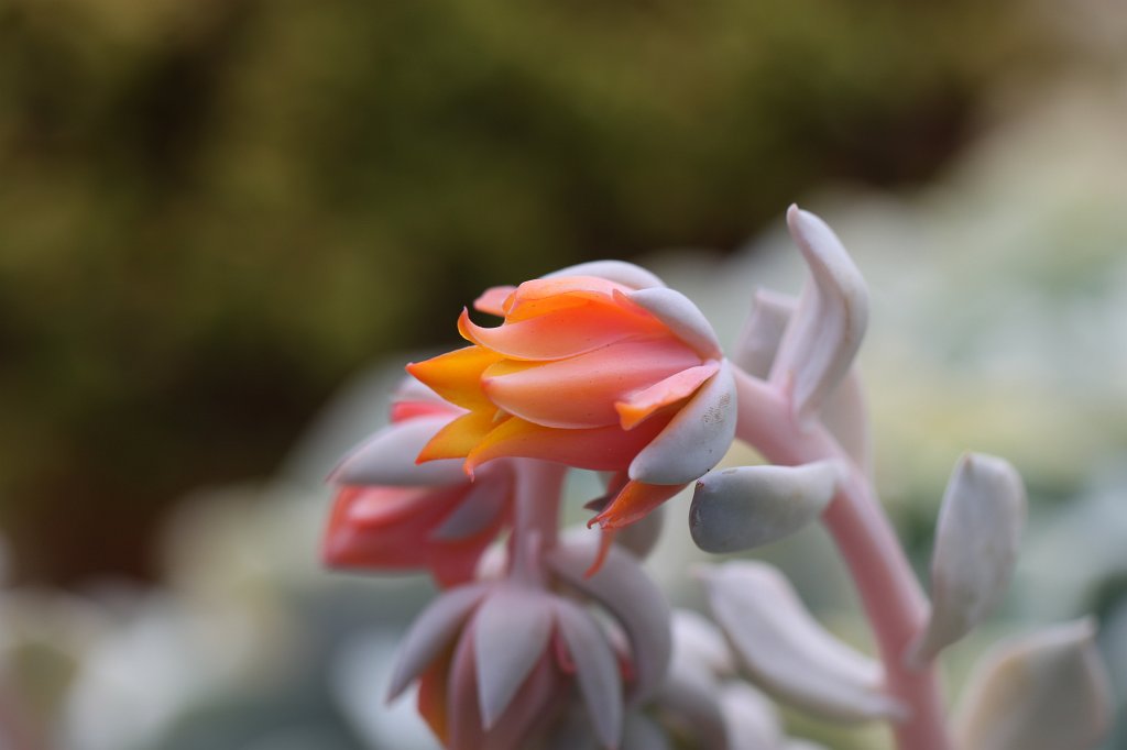 IMG_6209.JPG - Flower in the  National Botanic Gardens of Ireland 