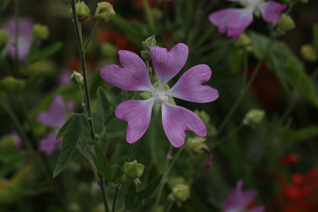 IMG_6213.JPG - Flower in the  National Botanic Gardens of Ireland 