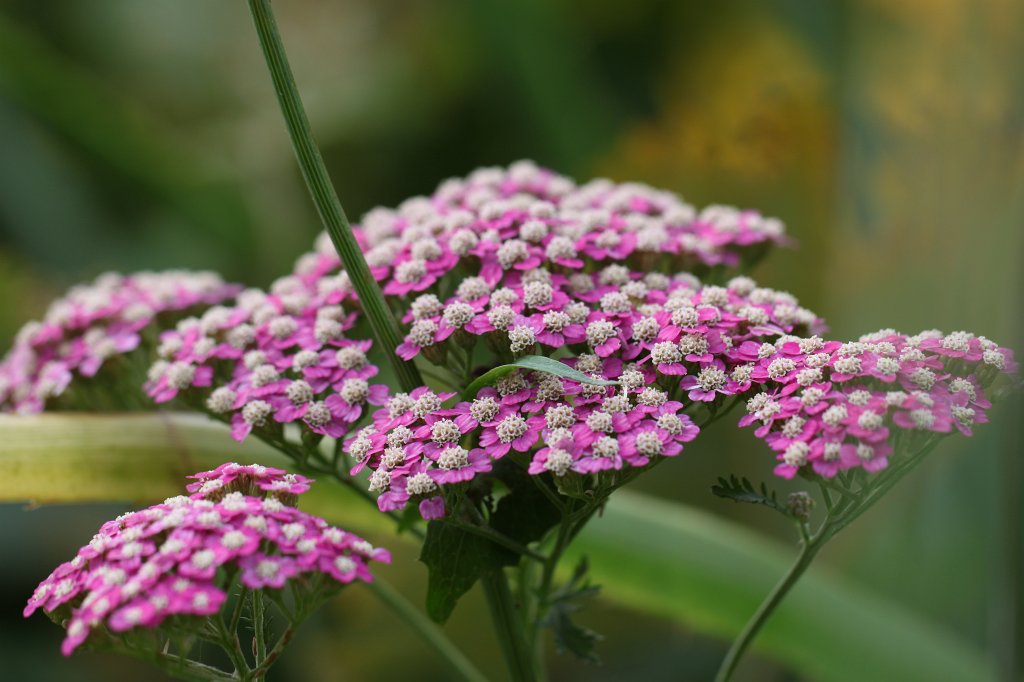 IMG_6214.JPG - Flower in the  National Botanic Gardens of Ireland 
