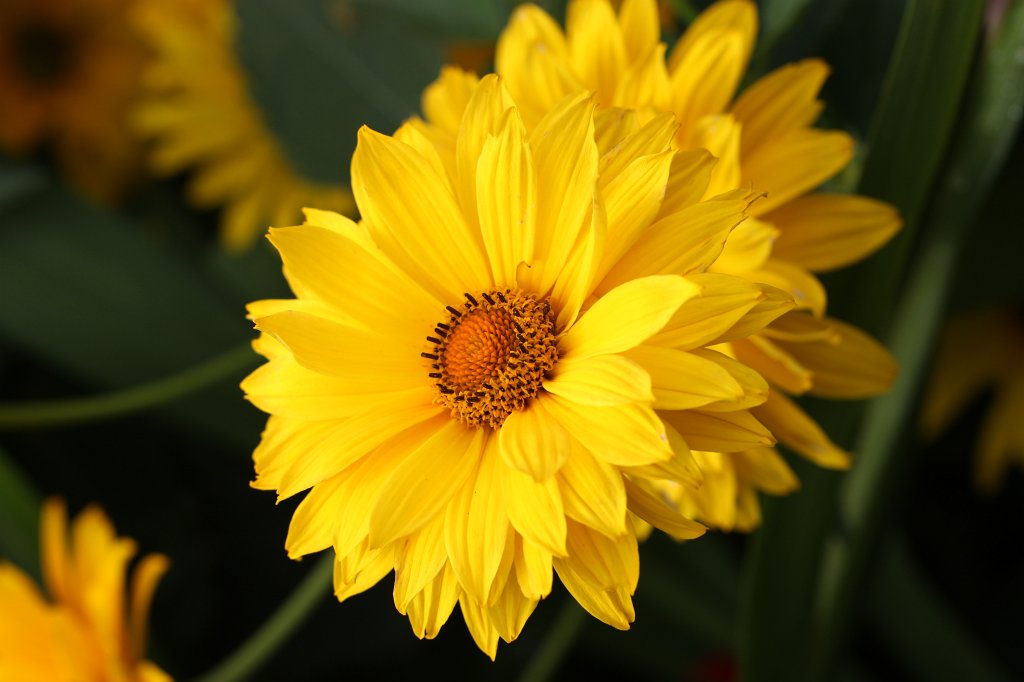 IMG_6215.JPG - Flower in the  National Botanic Gardens of Ireland 