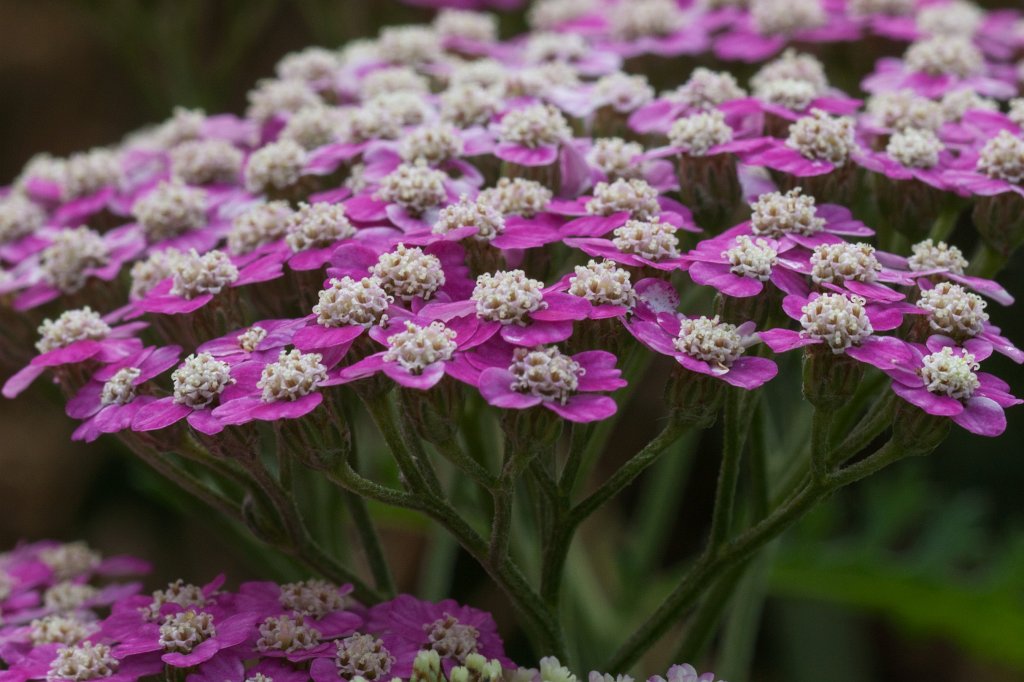 IMG_6217_c.jpg - Flower in the  National Botanic Gardens of Ireland 
