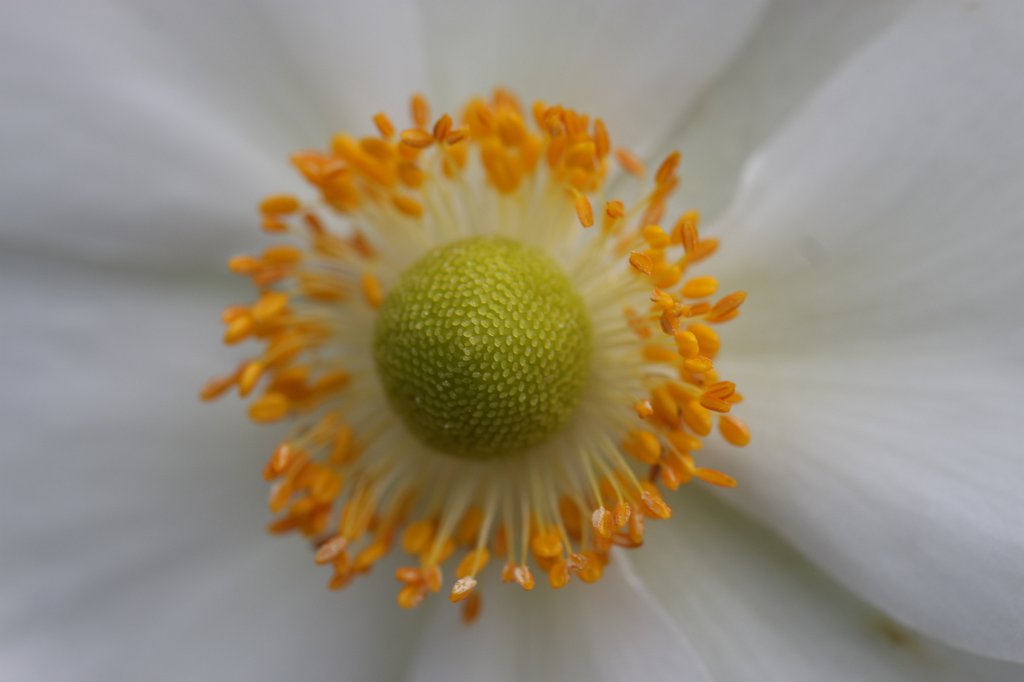 IMG_6224.JPG - Flower in the  National Botanic Gardens of Ireland 