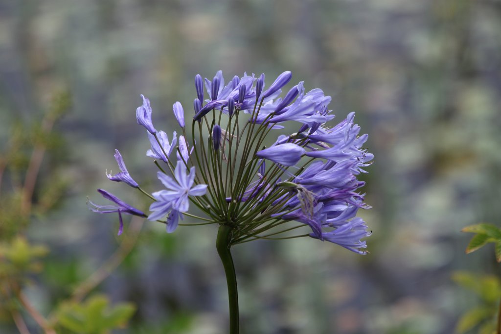 IMG_6241.JPG -  Agapanthus  ( Schmucklilien )